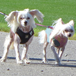 Dog Walking Bella and Yoshi