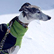 Pet Sitting for Italien Greyhound
